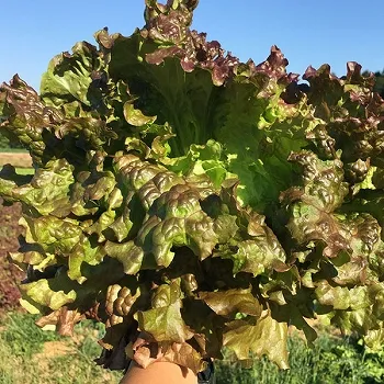 （NPO法人）ハンサムガーデン紹介